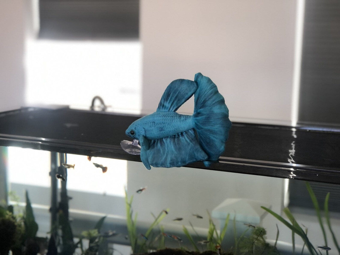 GreenPleco Aqua Betta Plushie Fish Super Cichlids
