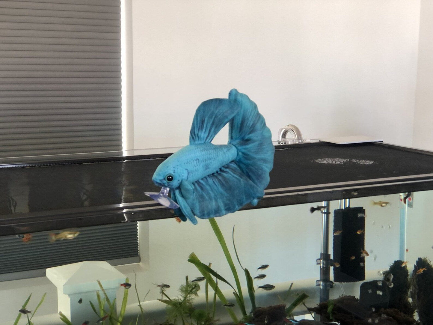 GreenPleco Aqua Betta Plushie Fish Super Cichlids