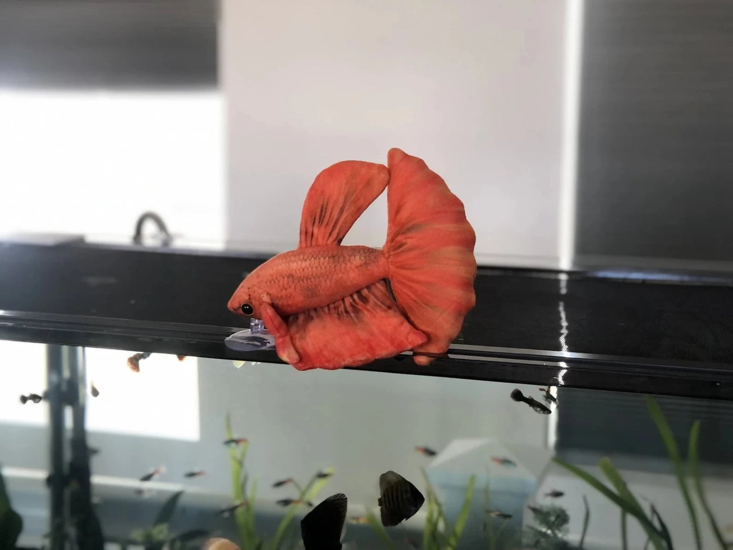 GreenPleco Oranjel Betta Plushie Fish Super Cichlids