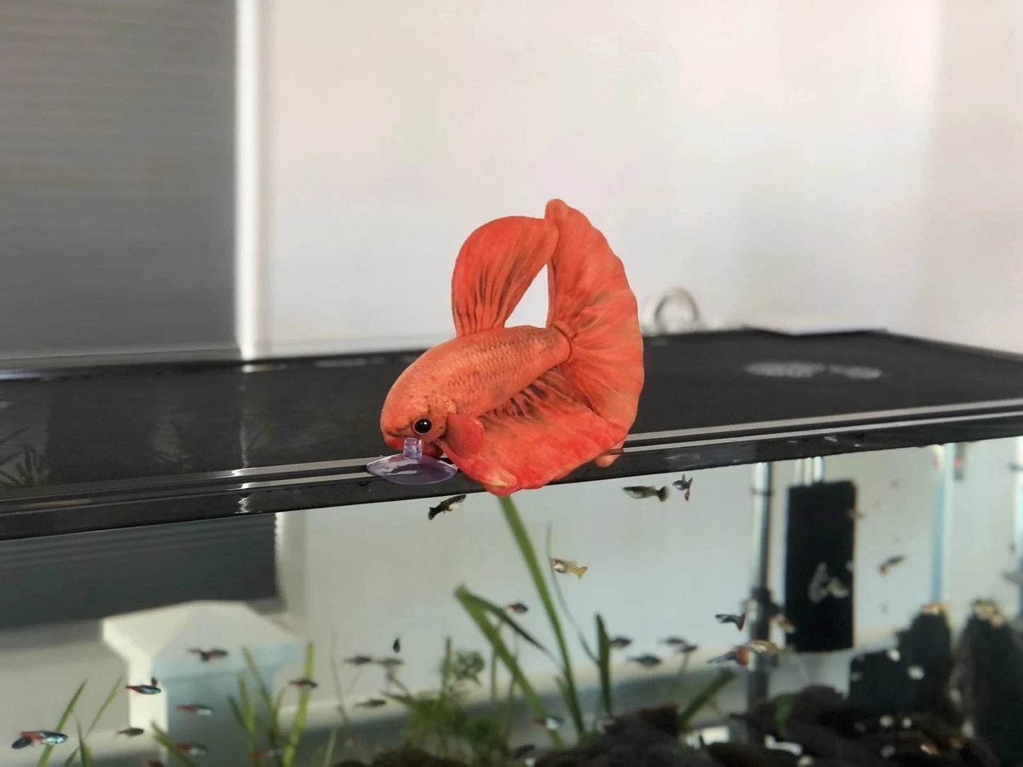 GreenPleco Oranjel Betta Plushie Fish Super Cichlids