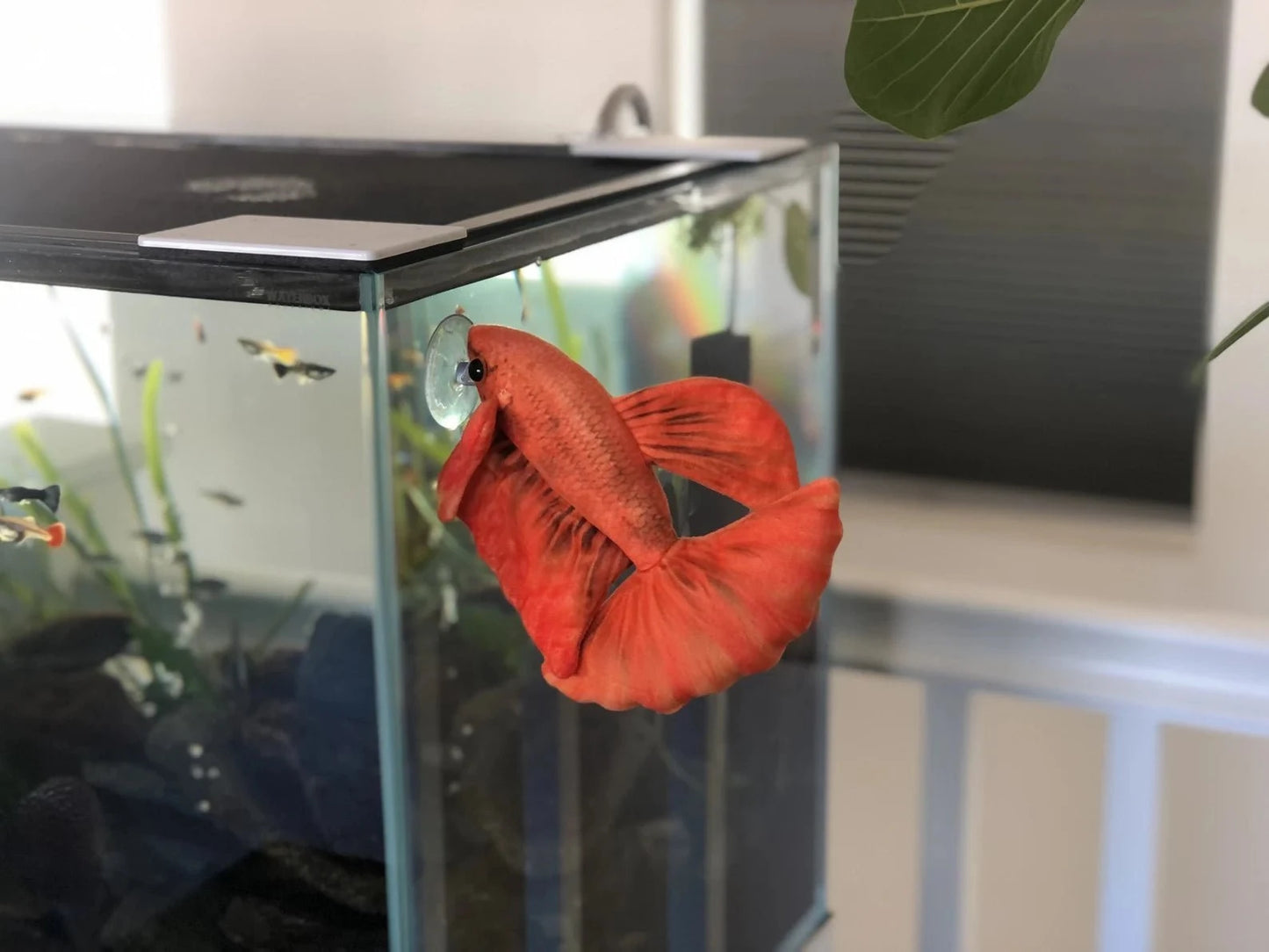 GreenPleco Oranjel Betta Plushie Fish Super Cichlids