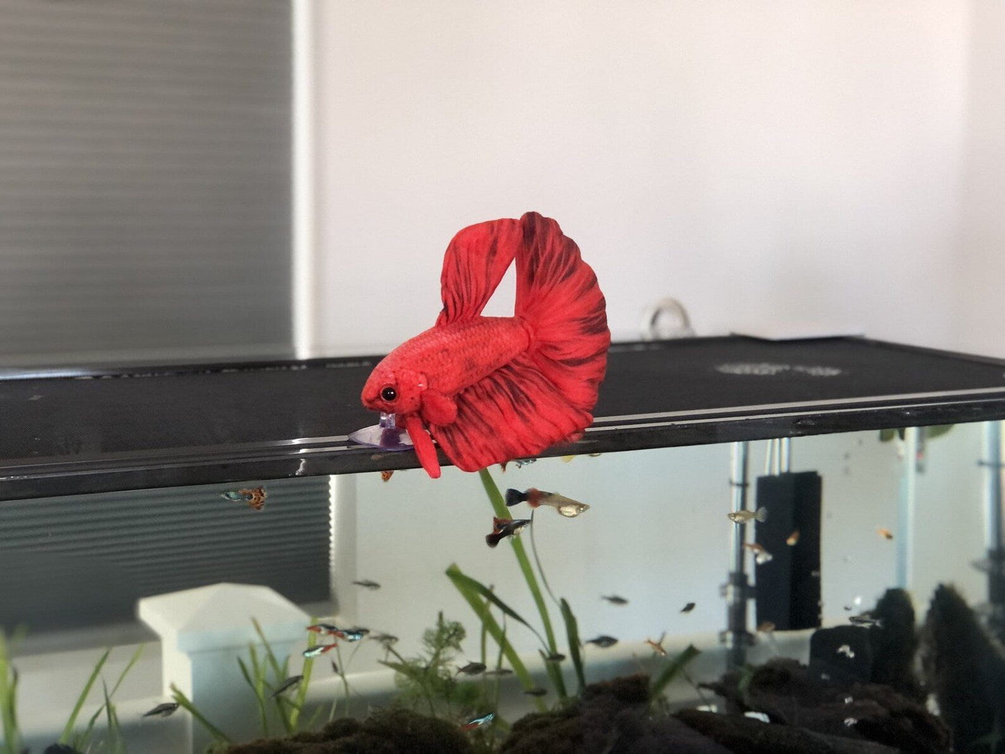 GreenPleco Red Betta Plushie Fish 6" Super Cichlids