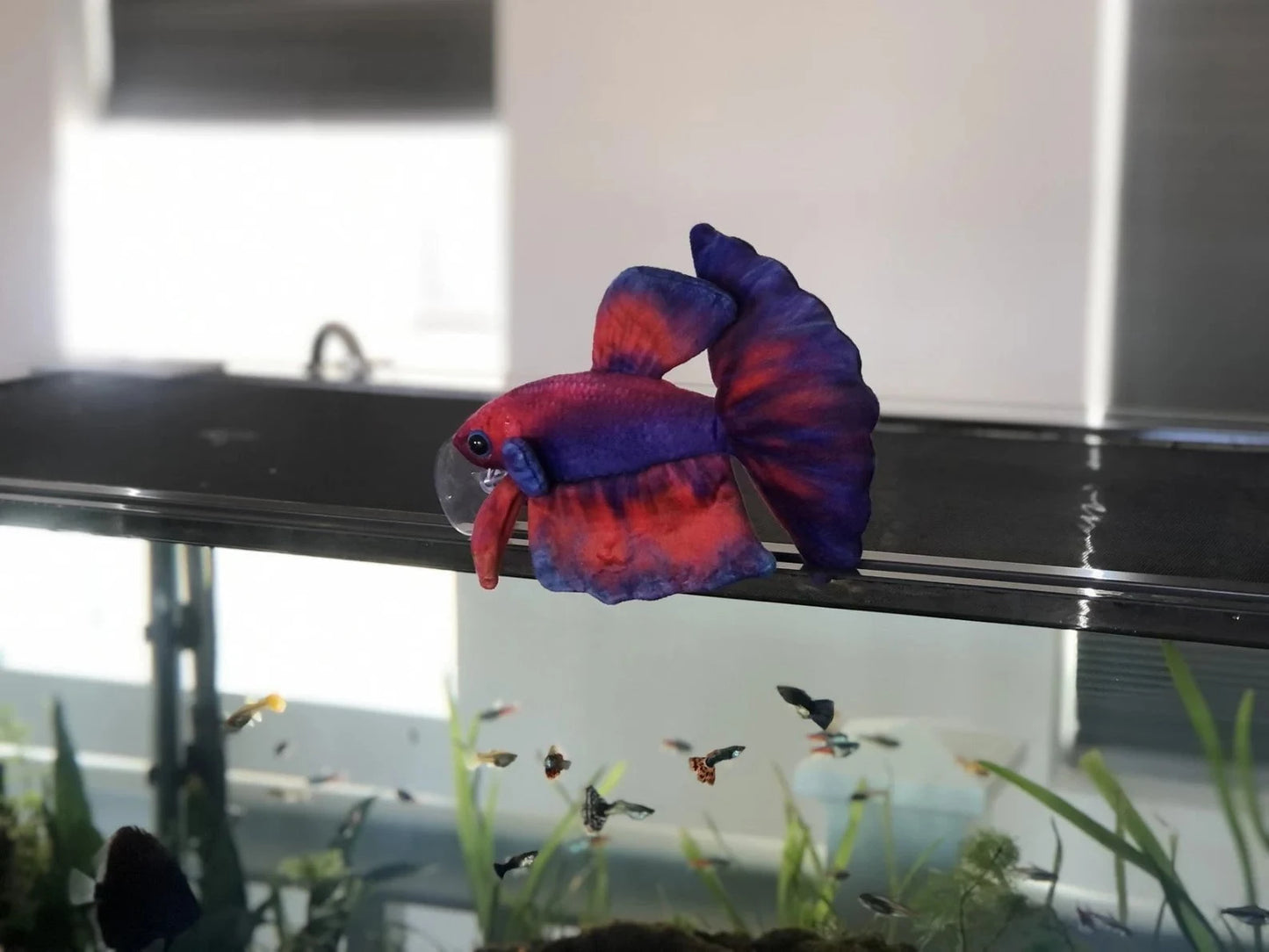 GreenPleco Uva Betta Plushie Fish Super Cichlids