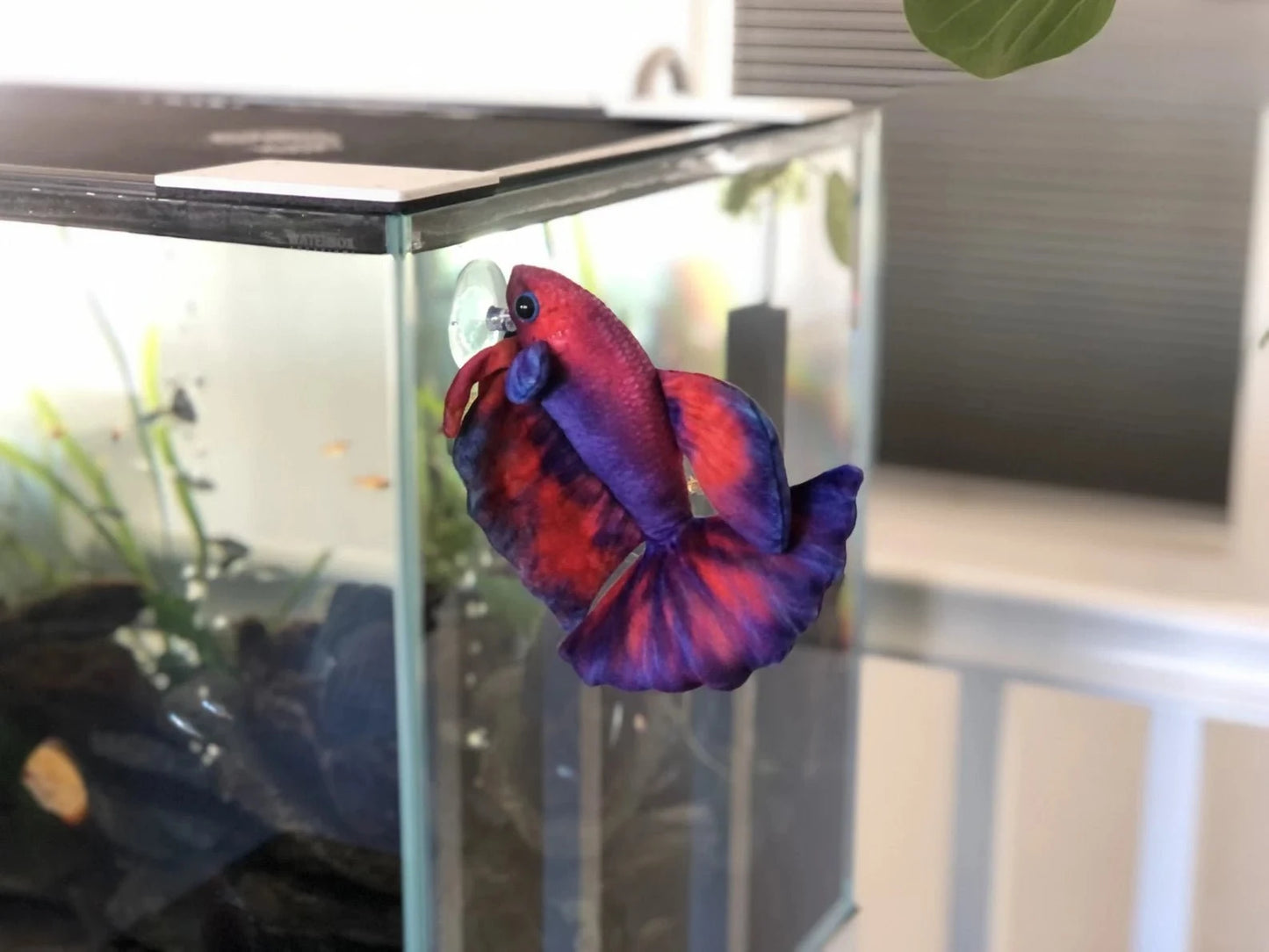 GreenPleco Uva Betta Plushie Fish Super Cichlids