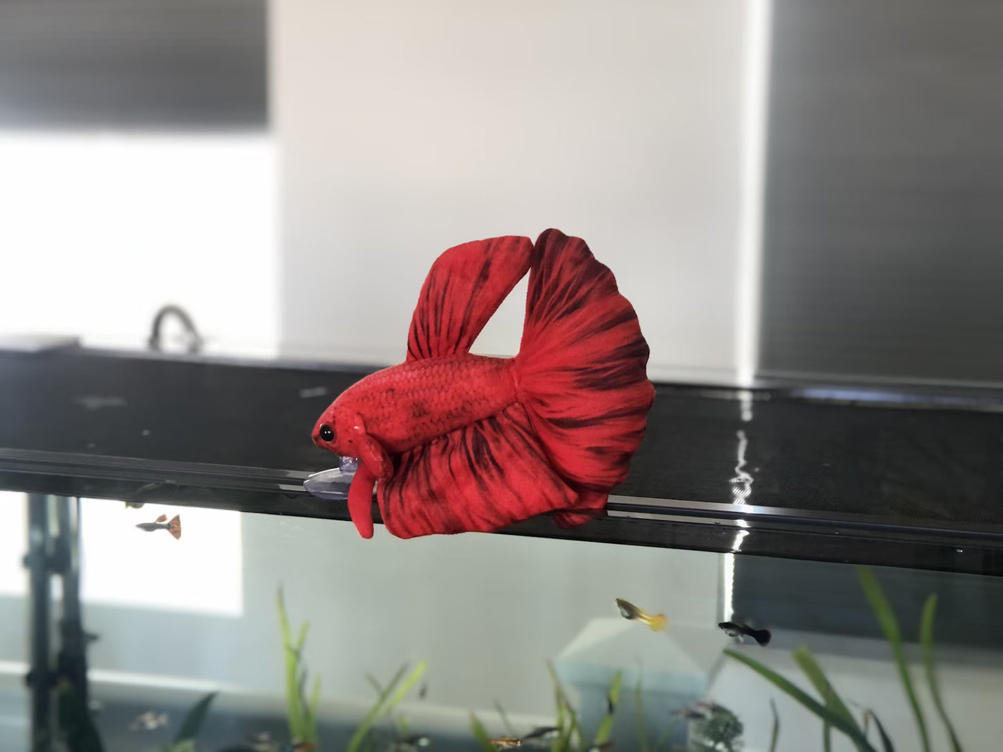 GreenPleco Red Betta Plushie Fish 6"