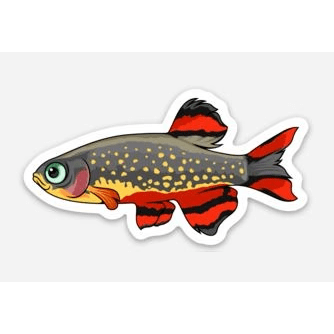 Stickers | 3" Galaxy Rasbora Galaxy Rasbora Super Cichlids