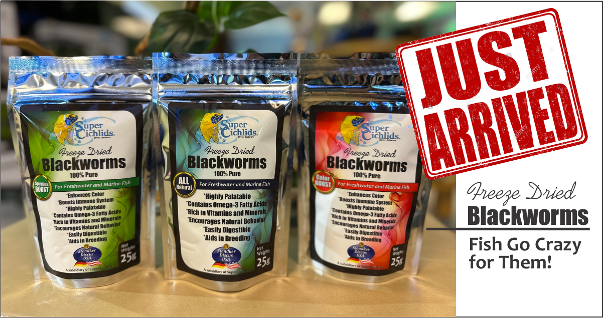 Freeze Dried Blackworms