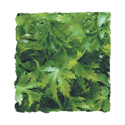 Zoo Med - Cannabis Small 097612180169 Super Cichlids