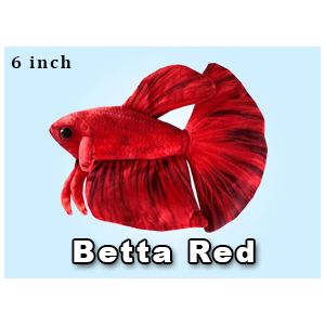 Greenpleco (6" Red Betta) Super Cichlids