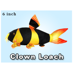Greenpleco (Clown Loach) Super Cichlids