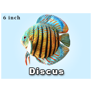 Greenpleco (Discus) Super Cichlids