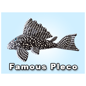 Greenpleco (Famous Pleco) Super Cichlids