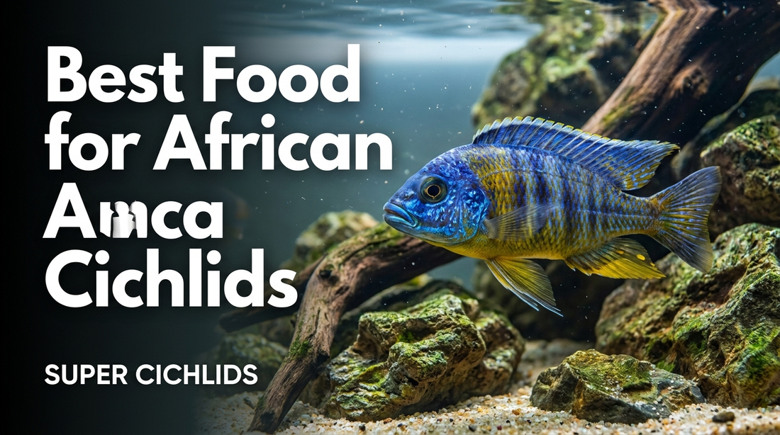 Best Food for African Cichlids: A 2026 Buyer's Guide