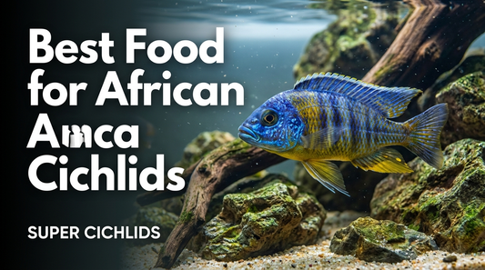 Best Food for African Cichlids: A 2026 Buyer's Guide