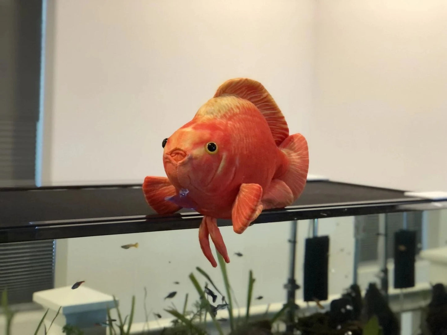 GreenPleco Blood Parrot Plushie Fish Super Cichlids
