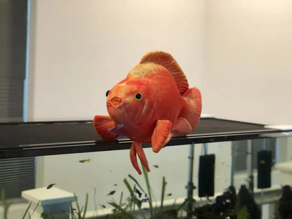 GreenPleco Blood Parrot Plushie Fish Super Cichlids