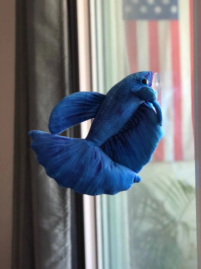 GreenPleco Blue Betta Plushie Fish Super Cichlids