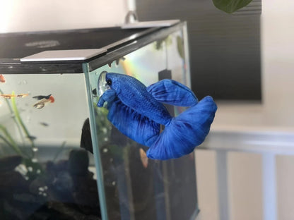 GreenPleco Blue Betta Plushie Fish Super Cichlids