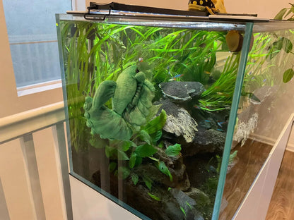 GreenPleco Grun (Green) Betta Plushie Fish Super Cichlids