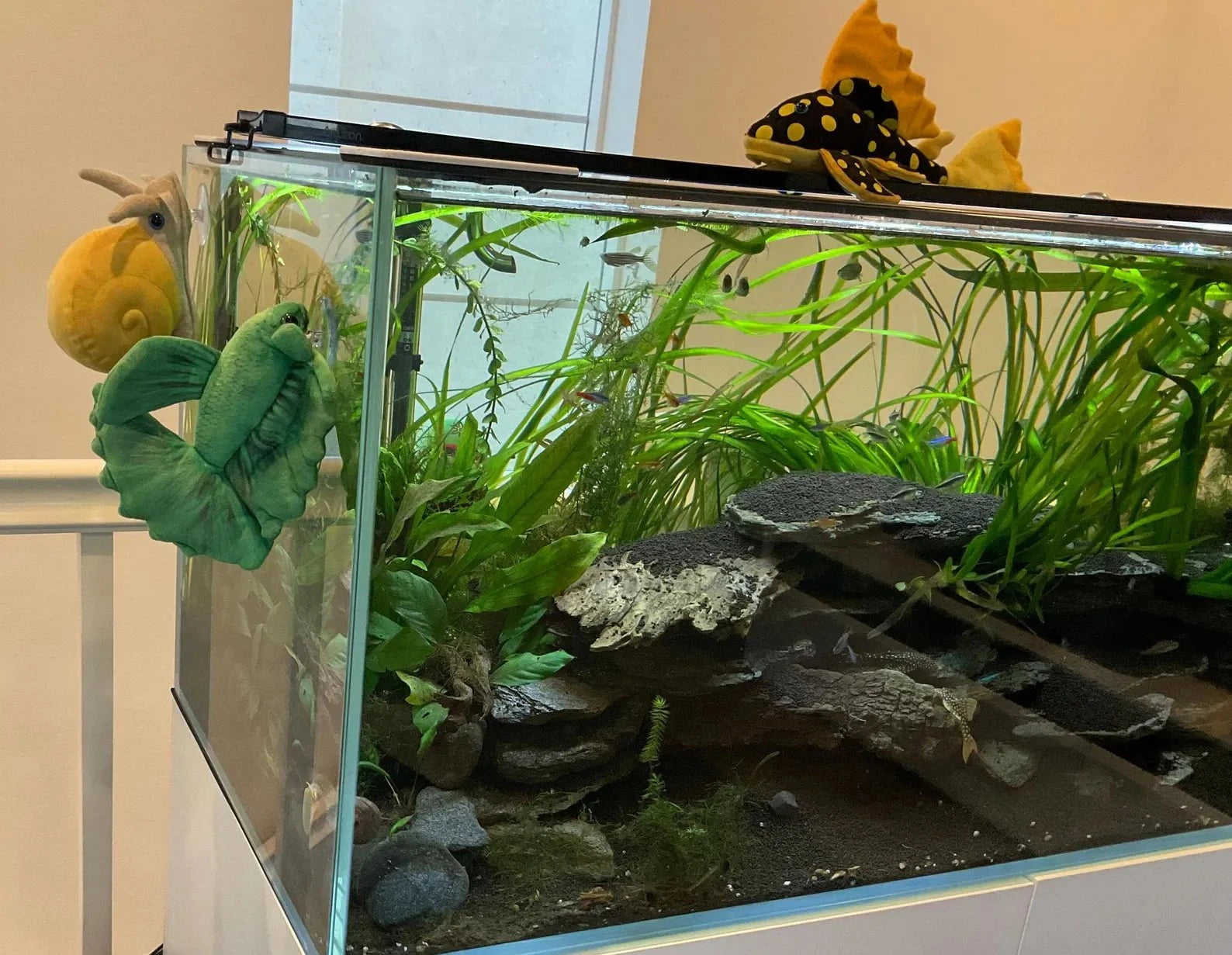 GreenPleco Grun (Green) Betta Plushie Fish Super Cichlids
