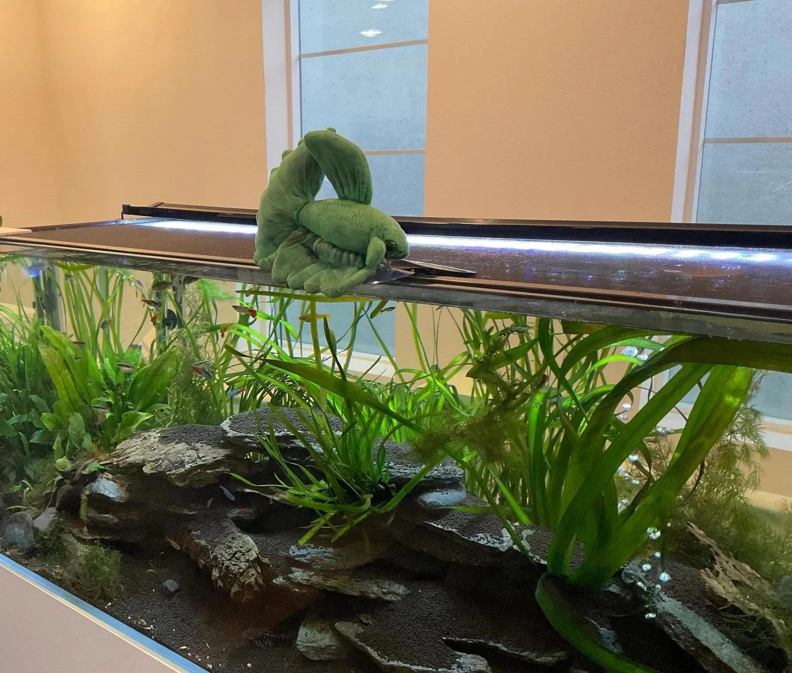 GreenPleco Grun (Green) Betta Plushie Fish Super Cichlids