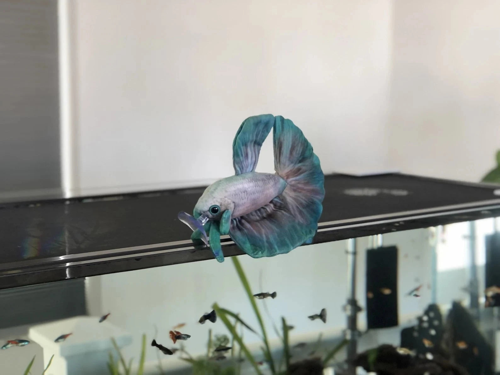 GreenPleco Jade Mist Betta Plushie Fish Super Cichlids
