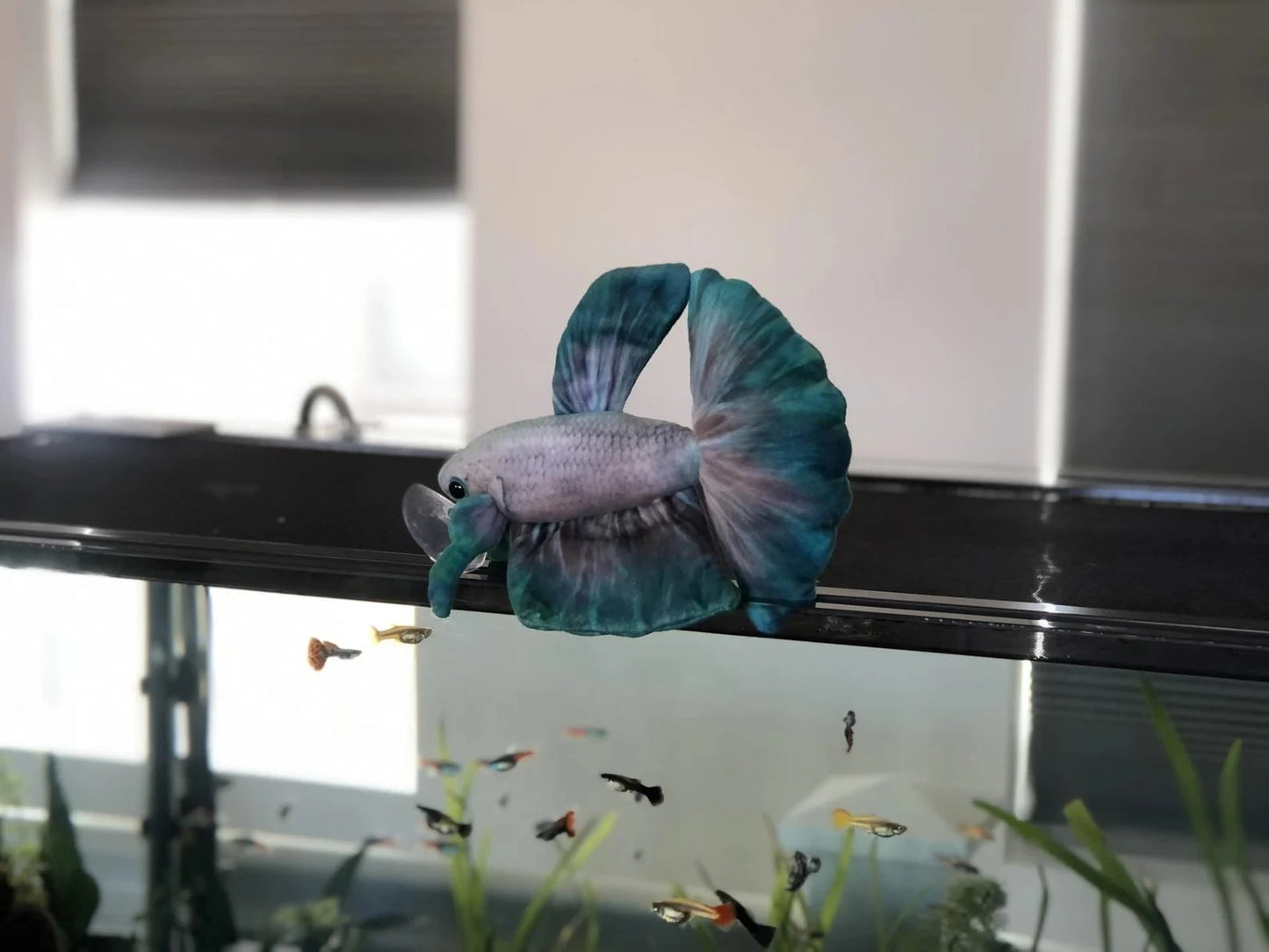 GreenPleco Jade Mist Betta Plushie Fish Super Cichlids