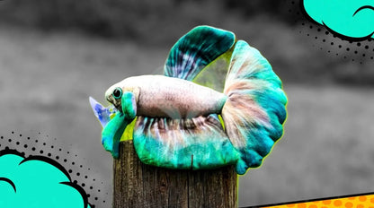 GreenPleco Jade Mist Betta Plushie Fish Super Cichlids