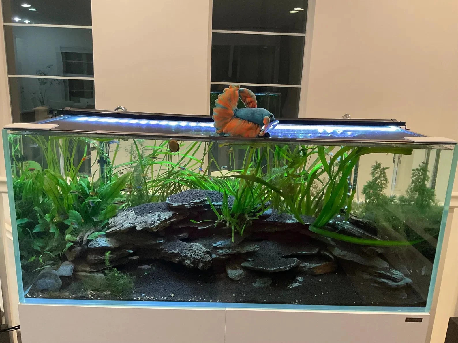 GreenPleco Opal Betta Plushie Fish Super Cichlids
