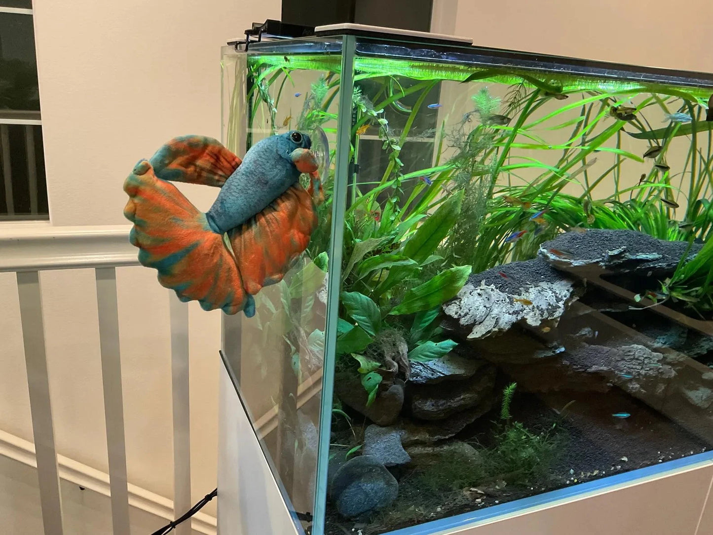 GreenPleco Opal Betta Plushie Fish Super Cichlids