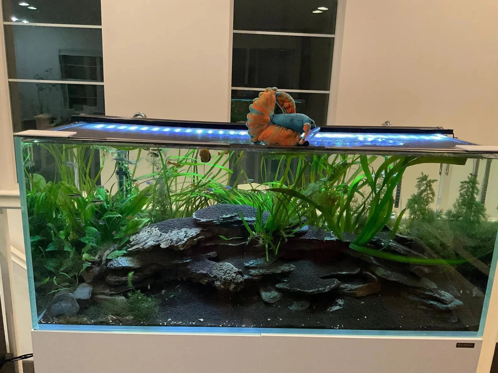 GreenPleco Opal Betta Plushie Fish Super Cichlids