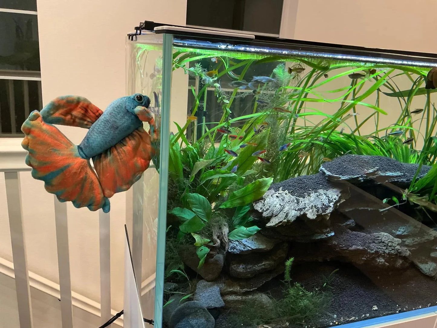 GreenPleco Opal Betta Plushie Fish Super Cichlids