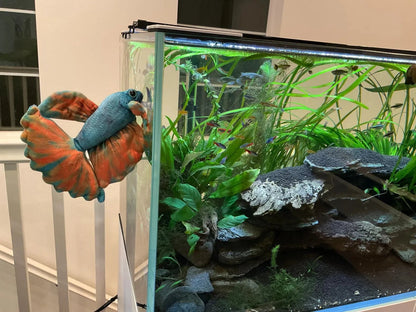 GreenPleco Opal Betta Plushie Fish Super Cichlids