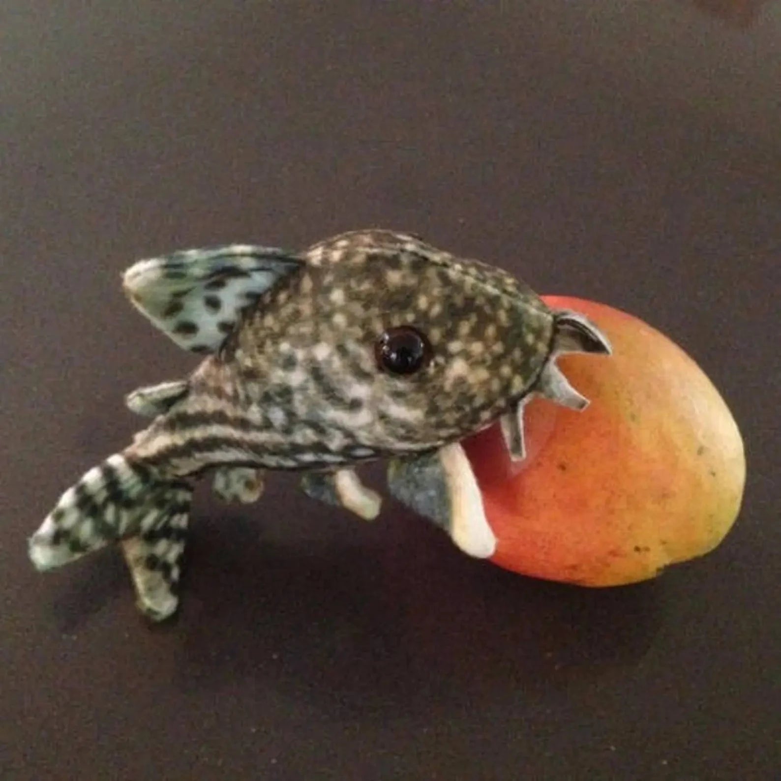 GreenPleco Sterbai Corydoras Plushie Fish (6 inch) Super Cichlids
