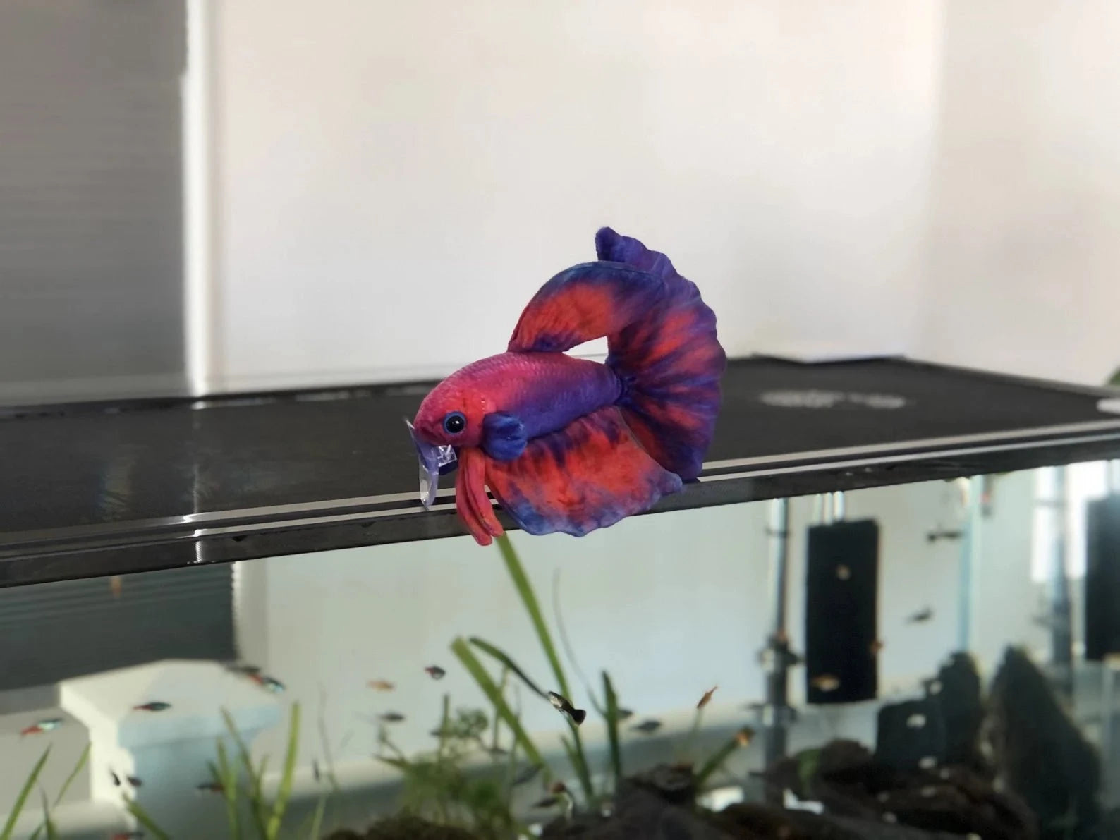 GreenPleco Uva Betta Plushie Fish Super Cichlids