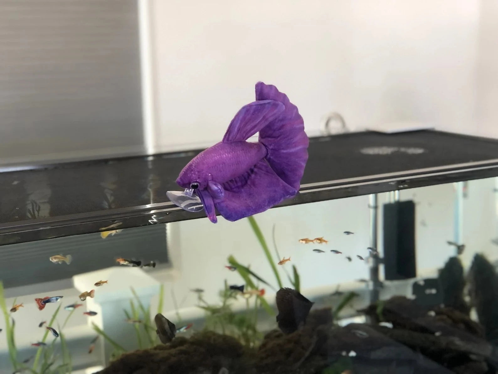 GreenPleco Violeta Betta Plushie Fish Super Cichlids