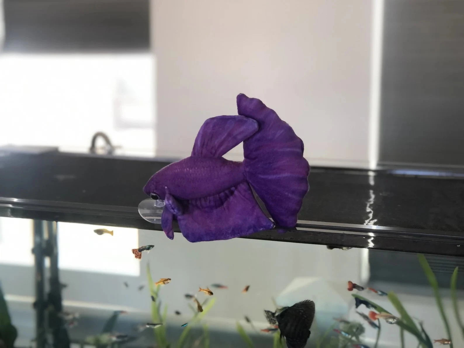 GreenPleco Violeta Betta Plushie Fish Super Cichlids