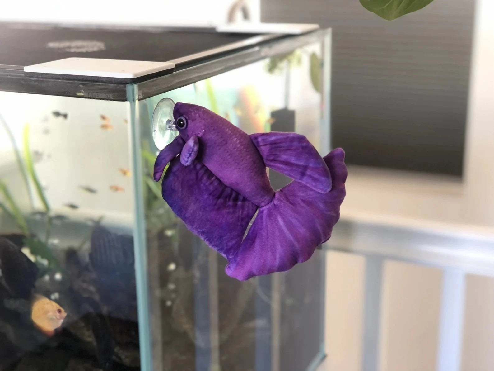 GreenPleco Violeta Betta Plushie Fish Super Cichlids