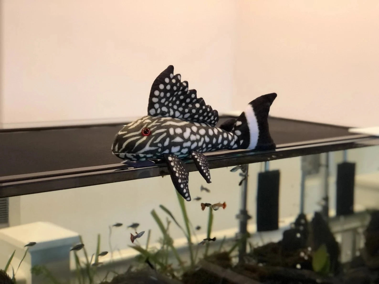 GreenPleco Watermelon Plecostomus Plushie Fish Super Cichlids