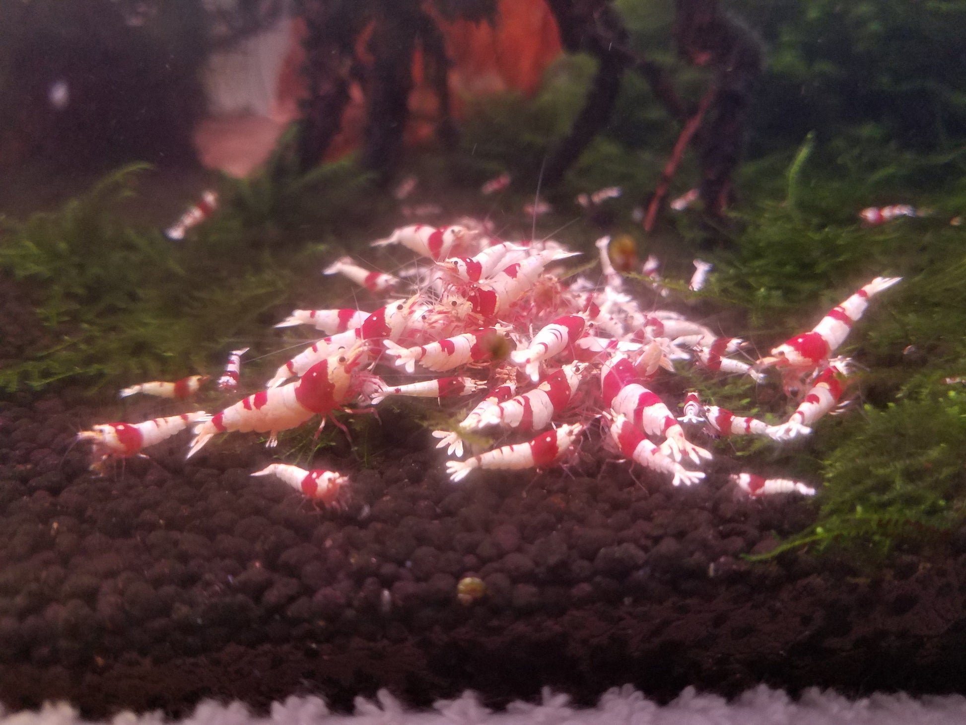 Shrimp Envy | Complete Envy Super Cichlids
