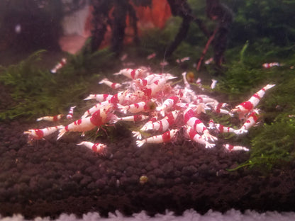 Shrimp Envy | Complete Envy Super Cichlids