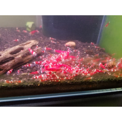Shrimp Envy | Food Fight Food Fight Super Cichlids