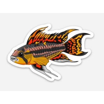 Stickers | 3" Apistogramma cacatuoides Apistogramma cacatuoides Super Cichlids