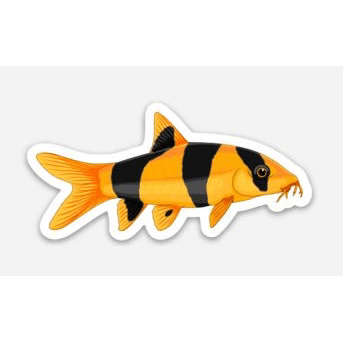 Stickers | 3" Clown Loach Clown Loach Super Cichlids