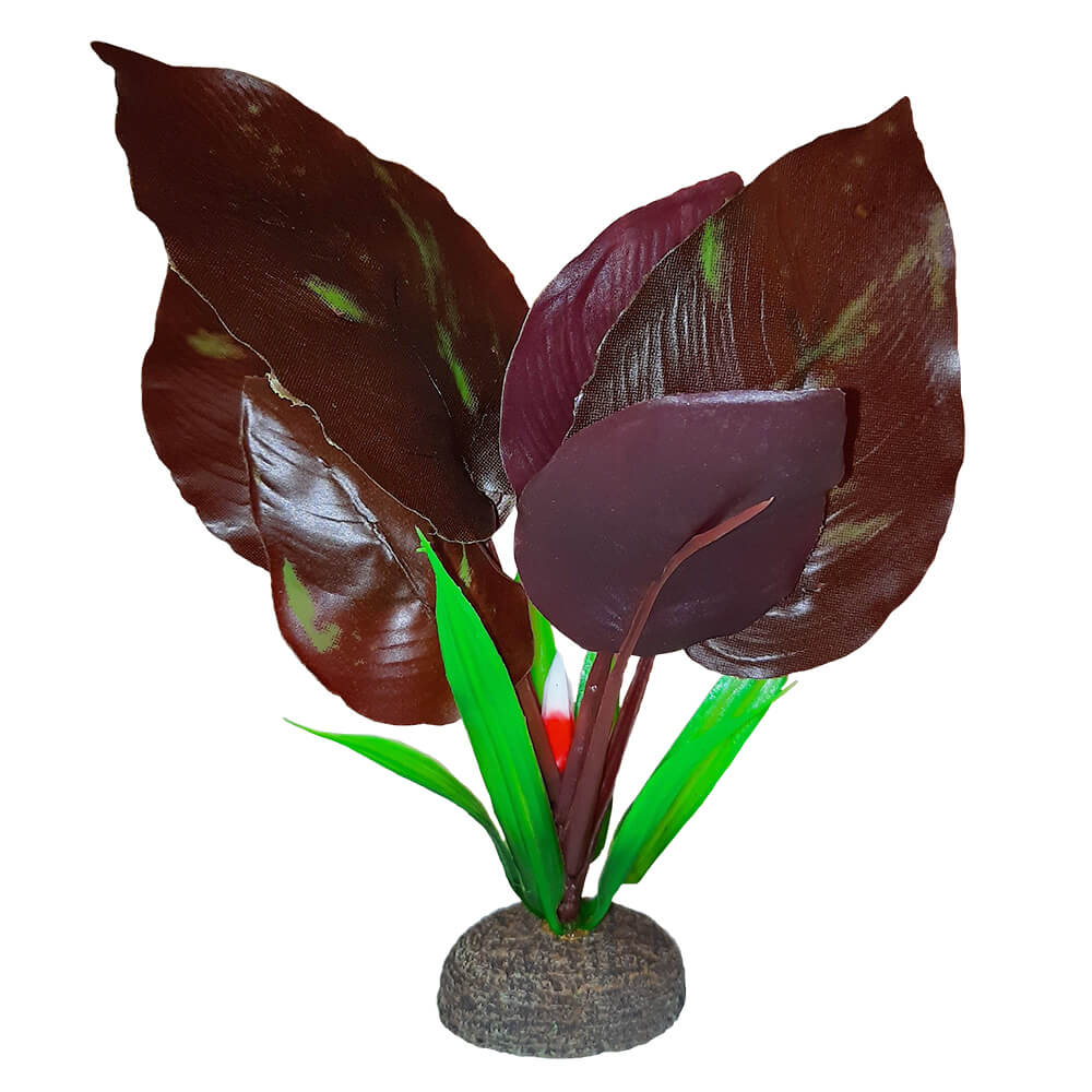 Fluval | Premium Betta Plants Red Lizard's Tail (6" - 15cm) 015561148535 Super Cichlids