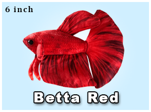 Greenpleco (6" Red Betta) Super Cichlids