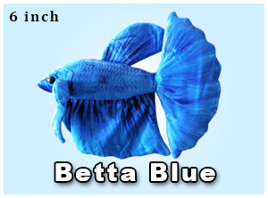 Greenpleco (Blue Betta) Super Cichlids