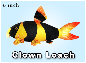 Greenpleco (Clown Loach) Super Cichlids