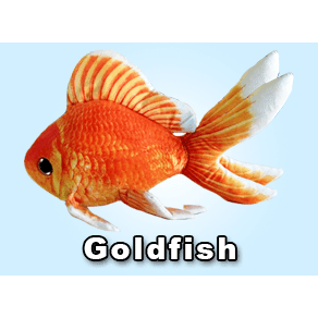 Greenpleco (Goldfish) Super Cichlids