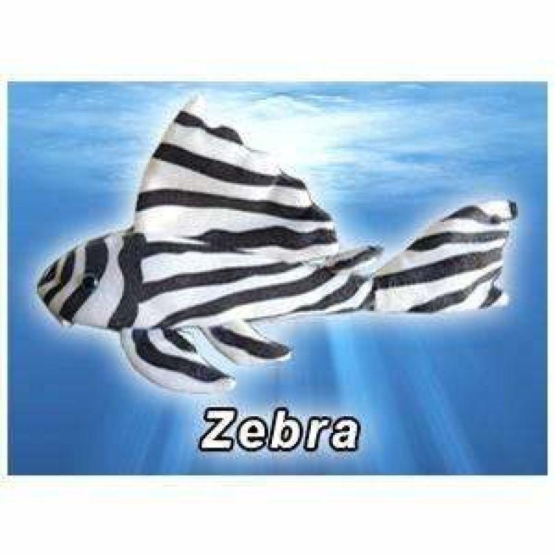 GreenPleco (Zebra) 123456789289 Super Cichlids